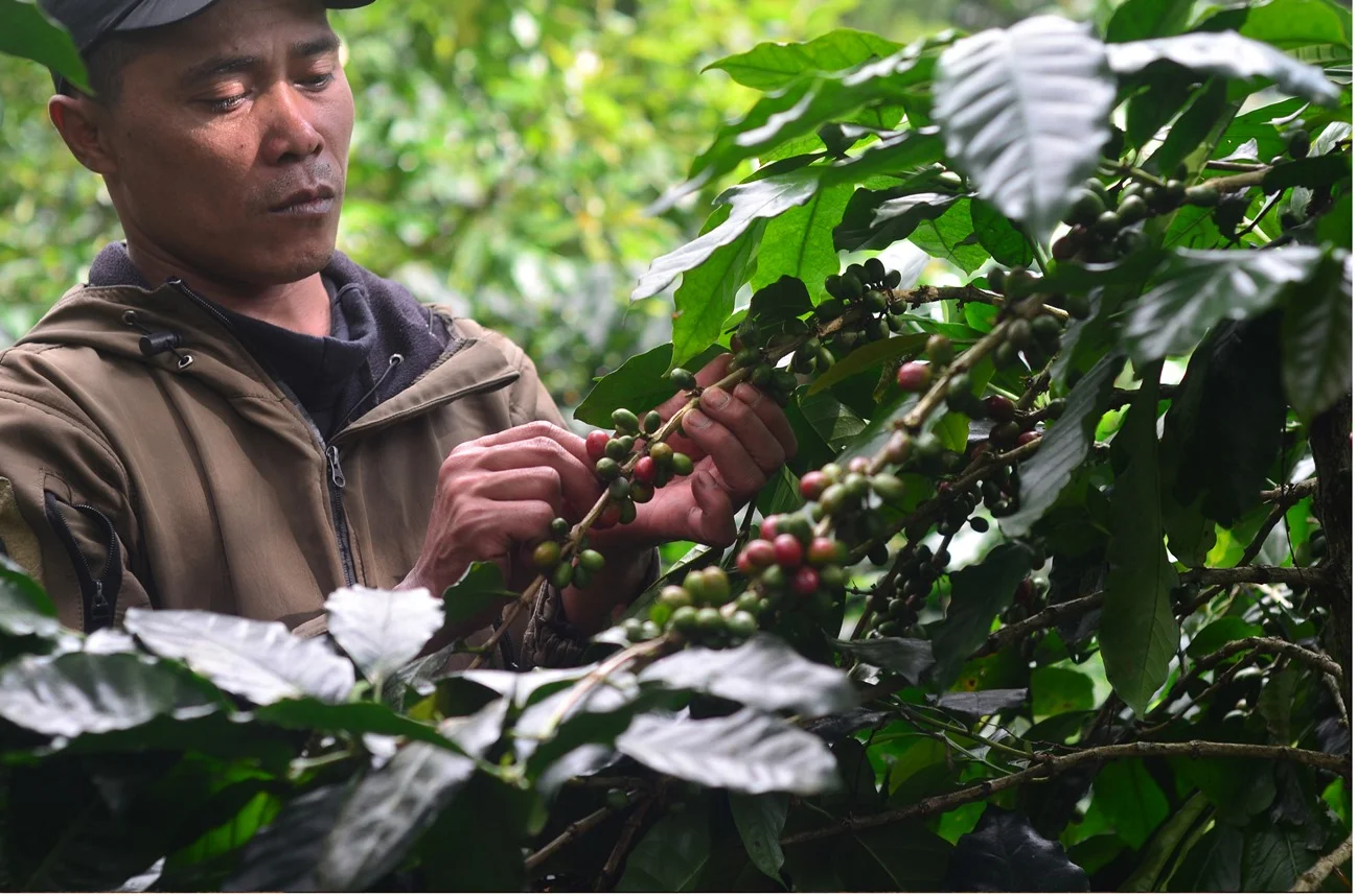 Kopi Cibulao